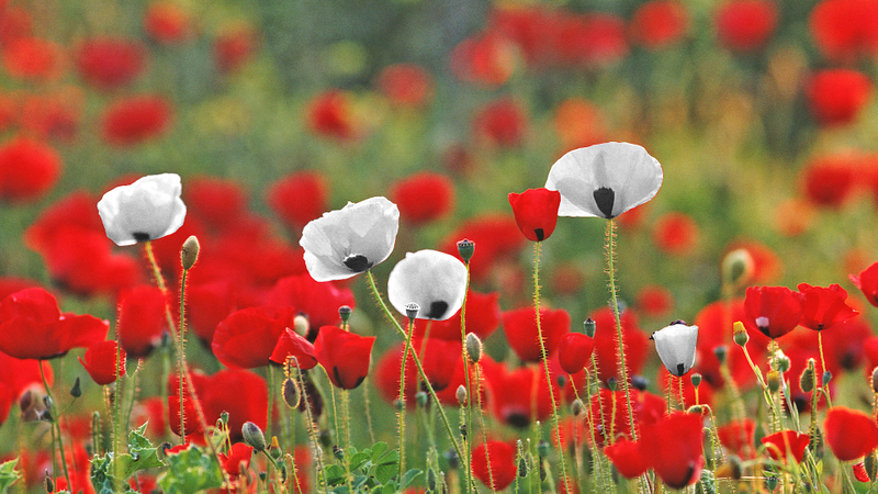 Illustration for article titled White Poppies Versus Red